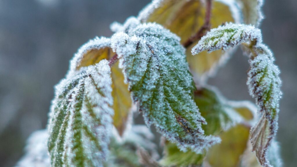 plantes premieres gelees